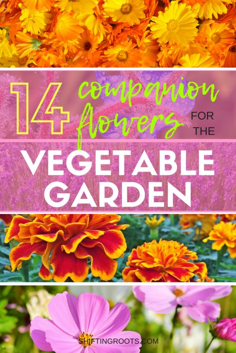 Goodbye Bugs! 14 Flowers to Companion Plant in Your Vegetable Garden Companion Planting, Bugs And Insects, Planting Flowers, Growing Vegetables, Organic Gardening Tips, Vegetable Garden, Gardening, Garden Types, Vegetable Garden Raised Beds