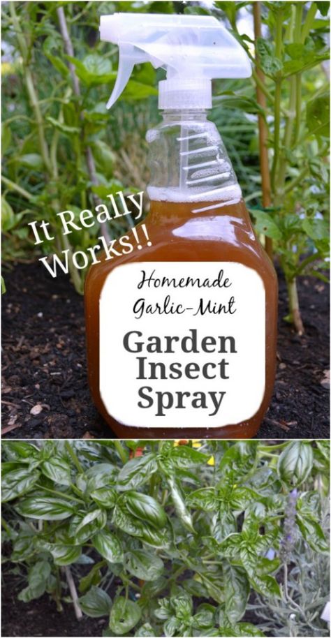 Outdoor, Pest Spray, Garden Pest Control, Insect Repellent, Repellents, Homemade Insecticide, Plant Pests, Garden Pests, Organic Insecticide
