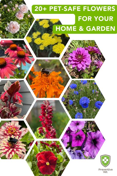 20+ Pet-Safe Flowers for Your Home and Garden Planting Flowers, Plants Safe For Dogs, Cat Safe Plants, Dog Safe Plants, Plants Toxic To Dogs, Pollinator Garden, Dog Friendly Plants, Growing Plants, Pet Safe