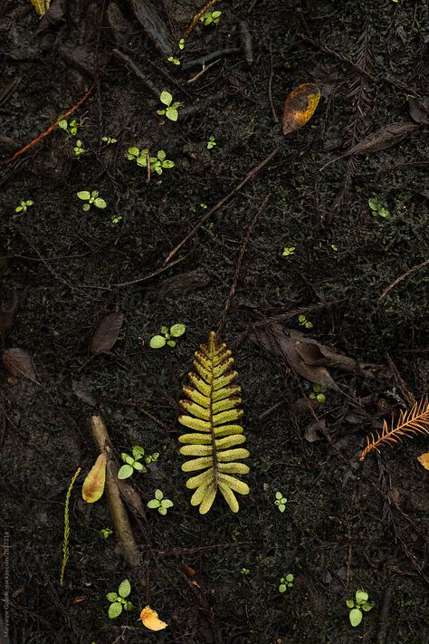 Nature, Croquis, Earth, Forest Floor, Earth Elements, Plant Leaves, Forest, Natural, Landscape
