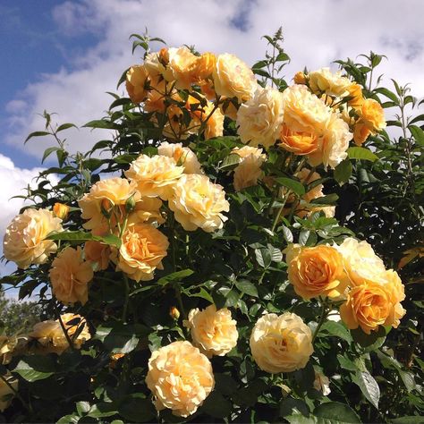 The Story Behind the Rose Named After Julia Child Plants, Yellow Roses, Outdoor, Bloom, Hoa, Long Vase, Beautiful Flowers, Closer To Nature, Garden