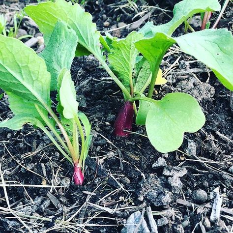 My first 2 rows of radishes are popping up and should be ready to harvest in the next week or two. I planted 2 more rows yesterday. I use succession planting for radishes, carrots, and greens to give us a continuous harvest throughout the growing season. . . . . #backyardhomestead #homegrownfood #organicgardening #vegetablegarden #growyourfood #heirloomseeds #heirloomradishes #homestead #urbanhomestead #homesteadlife #homesteadersofinstagram Seed Starting, Organic Gardening, Seeds, Vegetable Garden, Heirloom Seeds, Homegrown Food, Carrots, Harvest, Greens