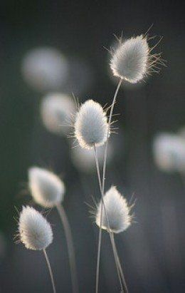 Bunny Tails (Lagurus ovatus) - Grows in compact mounds, abt foot wide.1-2 ft. ht., blooms 2 - 2 1/2:wide, turn lt brown in Aug, use in pots as thriller Planting Flowers, Flowers, Plants, Seeds, Bunny Tail, Grass Seed, Wild Flowers, Bloemen, Flower Crafts