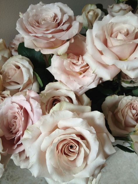 Quicksand Roses #blush #wedding #flowers #blooms #roses #Quicksand Pink Roses, Floral, Blush Roses, Pink Flowers, Pretty Flowers, Beautiful Flowers, Rose, Flower Power, Flower Arrangements