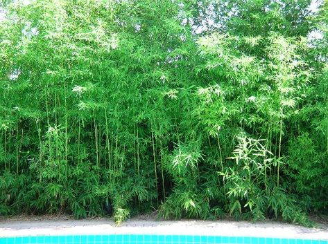 Bamboo Before and After Pictures - Bamboo Growth Rate