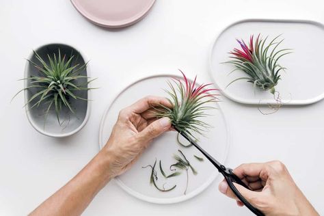 Gardening, Air Plants Care, Plant Care, Types Of Air Plants, Water Plants Indoor, Air Plant Garden, Plant Growth, Air Plant Holder, Succulent Gardening