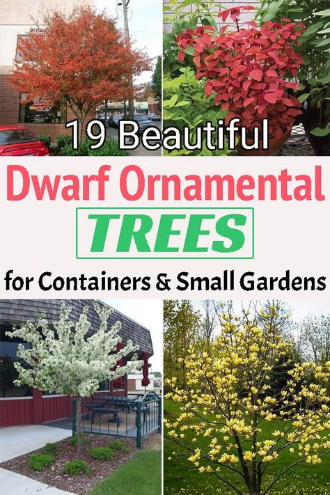 Perfect for driveways and containers growing Dwarf Ornamental Trees is one of the best ways to add an appeal to the architectural design of your home! Home Décor, Dwarf Trees For Landscaping, Dwarf Flowering Trees, Trees For Front Yard, Dwarf Evergreen Trees, Fast Growing Shade Trees, Plants For Small Gardens, Lawns, Front Yard Tree Landscaping