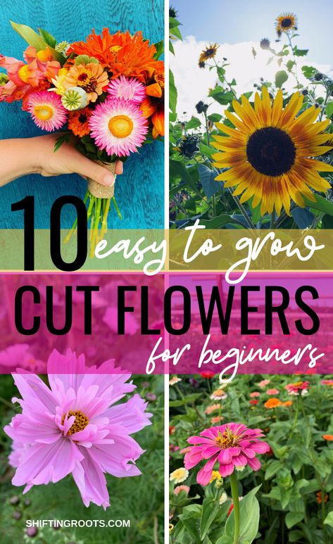 10 Easiest Annual Cut Flowers to Grow From Seed and 2 to Avoid Shaded Garden, Hibiscus, Floral, Growing Cut Flowers, Easiest Flowers To Grow, Easy To Grow Flowers, How To Plant Flowers, Growing Flowers, Flowers To Plant