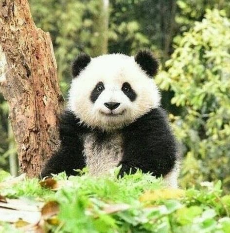 See Panda Pandas, Pet Birds, Bear, Panda Bear, Panda Bears, Panda, Baby Panda Bears, Red Panda, Koala