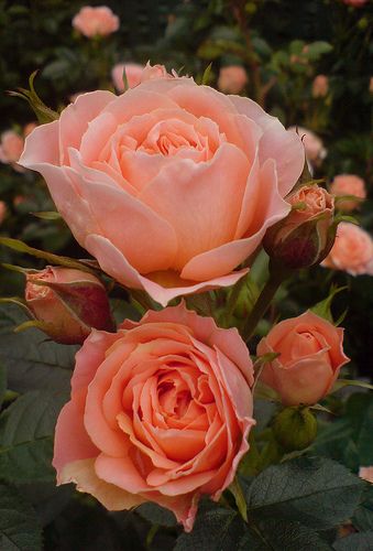 I really need to plant more of this color...(photo credit dianne murphy-Rodgers) Floral, Beautiful, Beautiful Roses, Hoa, Beautiful Flowers, Bloemen, Rose, Rosas, Pretty Flowers