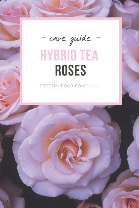 Nail Swag, Garden Care, Hybrid Tea Roses Care, Hybrid Tea Roses Garden, Rose Bush Care, Hybrid Tea Roses, Growing Roses, Roses Garden Care, Rose Bush