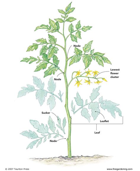 I know I previously mentioned tomato blight, an infection that can do some serious damage to tomatoes in damp summer months, but I thought it would also be good to just go over some basics about to… Herb Garden, Gardening, Trellis, Plants, Gard, Garten, Garden, Image, Gardenia