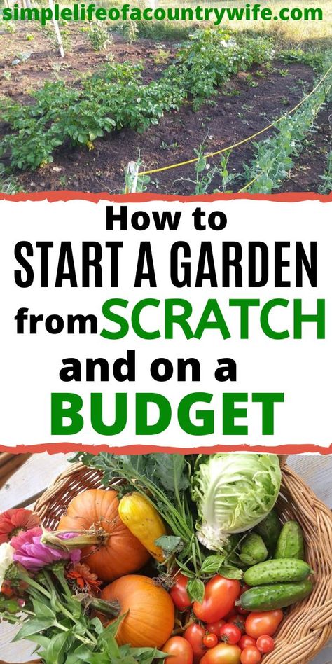 Want to start a garden but don't know where to begin? Find out how to start a garden from scratch and on a budget in this post. Discover what materials you need, and what your options are to build a garden. Ideas, Organic Gardening Tips, Outdoor, Starting A Vegetable Garden, Gardening Tips, Gardening For Beginners, Starting A Garden, Home Vegetable Garden, Gardening Vegetables