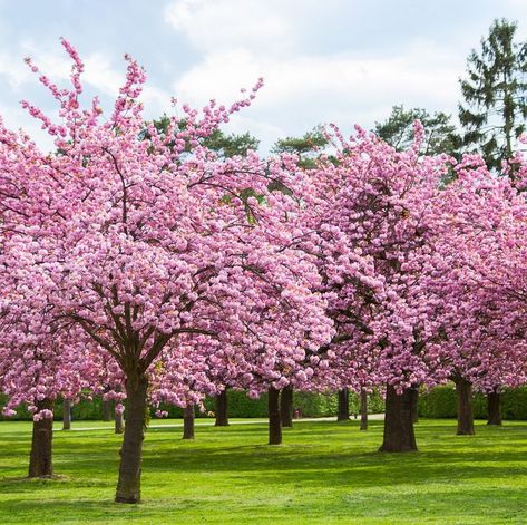 Nature, Cherry Blossoms, Ideas, Cherry Blossom, Pink Cherry Blossom Tree, Cherry Blossom Tree, Cherry Blossom Flowers, Cherry Tree, Pink Blossom Tree
