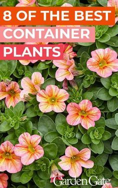 Gardening Supplies, Shaded Garden, Plants For Patio, Planting Pots, Potted Plants Patio Ideas, Potted Plants Patio, Best Potted Plants, Potted Plants Outdoor, Flower Pots Outdoor