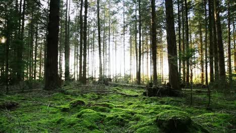 Download free stock video footage featuring Forest Floor Tilt Up. Click here to download royalty-free licensing videos from Videvo today. Inspiration, Videos, Forest Floor, Landscape, Forest, Stock Footage, Floor, Screen, Tilt