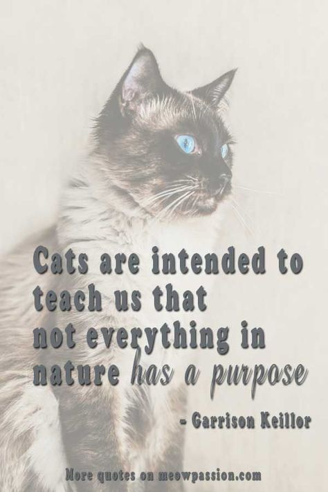 Explore our collection of quote about cats by modern and famous authors. #catquotes #cats #pets #quotes #meowpassion Ideas, Funny Animal Quotes, Inspirational Cat Quotes, Cat Quotes, Pet Quotes, Animal Quotes, Cute Cat Quotes, Cat Lovers, Spirit Animal Quotes