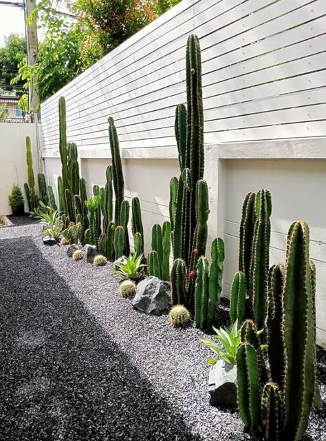 Jardim, Xeriscaping, Xeriscape, Backyard, Cactus Garden Design, Tuin, Garten, Desert Backyard, Front Yard