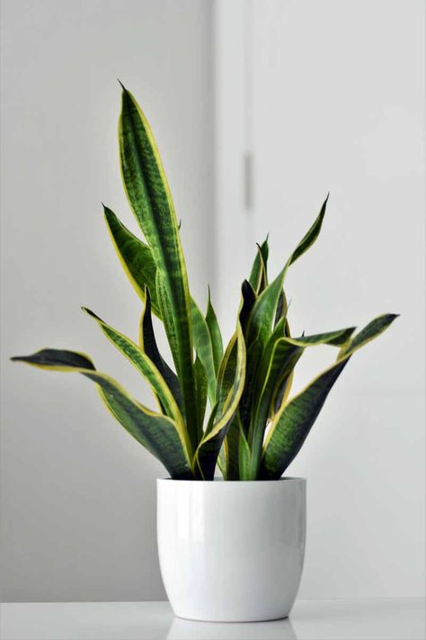 Snake plants or Sansevieria is one of the most easy houseplants to grow. Tolerant of poor soil, dry conditions, and little light, they are great for beginners. Learn how to grow them with our detailed guide on Gardener's Path. #gardenerspath #sansevieria Planting Flowers, Indore, Art Deco, Garden Plants, Indoor Plants, Sansevieria Plant, Plant Life, Snake Plant, Aloe Plant