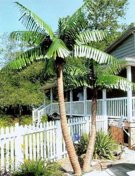 Artificial Palm Leaves Metal, Texas, Diy, Florida, Palmas, Exterior, Gardening, Outdoor, Friends