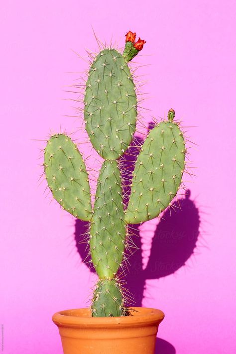 Cactus, Collage, Opuntia Cactus, Cacti And Succulents, Cactus Pictures, Cactus And Succulents, Bloemen, Cactus Flower, Cactus Plants