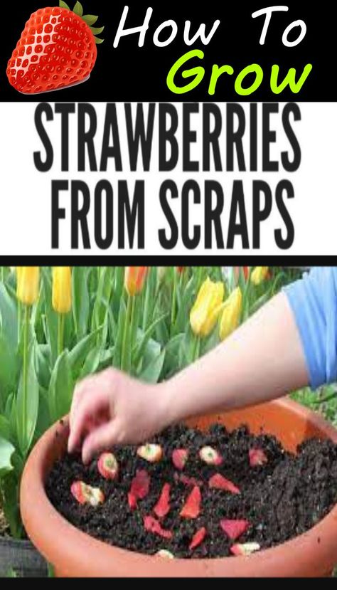 Regrow Strawberries From Scraps, How To Grow Strawberries From Fruit, How To Grow Vegetables From Scraps, Grow Strawberries From Scraps, How To Grow Strawberries In A Pot, How To Plant Strawberries From Fruit, How To Grow Strawberries From Seed, Planting Strawberries From Fruit, Growing Strawberries In Containers