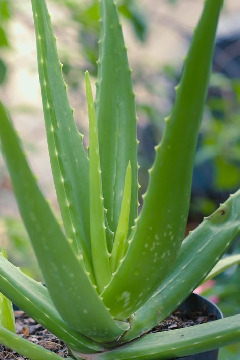 4 Simple Tips to Growing Awesome Aloe Vera | Agriscaping Growing Aloe Vera, Windowsill Plants, Organic Aloe Vera Gel, Healing Plants, Aloe Plant, Aloe Vera Plant, Organic Aloe Vera, Aloe Vera Leaf, Envious
