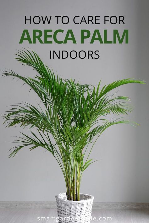Plant Care Houseplant, Palm Plant Care, Indoor Plant Care, Bamboo Palm Indoor, Plant Care, Bamboo Palm, Indoor Palm Plants, Growing Plants Indoors, Areca Palm Care