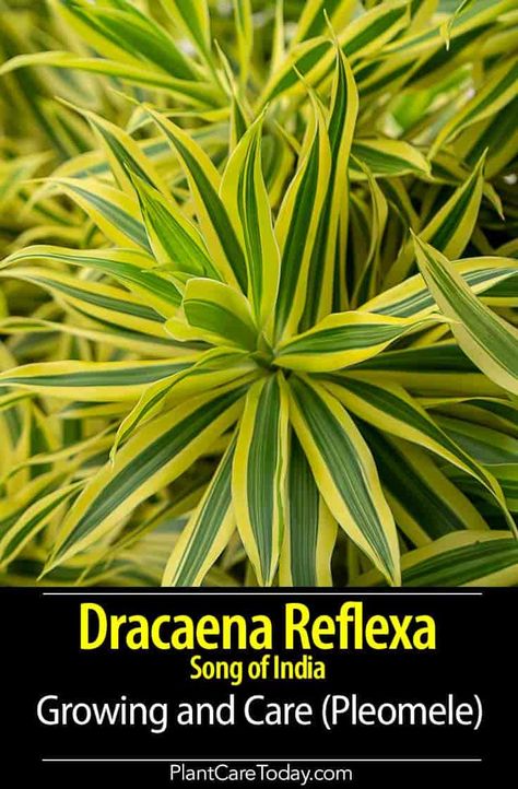Dracaena Reflexa (formerly Pleomele) popular indoor foliage plant with interesting growth habit, kept shrubbier and more compact with pruning, unpruned, it can grow tall and almost vine-like. [DETAILS] Nature, Inspiration, Dracaena Plant, Corn Plant, Snake Plant Care, Plant Care, Growing Plants, Dracena Plant, Gardenia