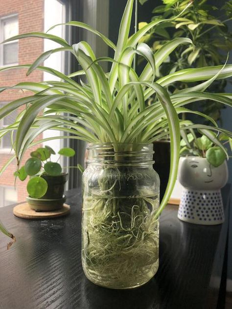 30 Stunning Pictures of Plants in a Jar | Balcony Garden Web Outdoor, Planting Flowers, Gardening, Plants In Bottles, Plants In Jars, Garden Plants, Garden Pots, Plants Grown In Water, Water Plants Indoor