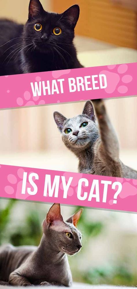 what breed is my cat Cat Breeds, Cat Behavior, All Cat Breeds, Types Of Cats Breeds, Cat Breeds Chart, Domestic Cat Breeds, Most Popular Cat Breeds, Different Breeds Of Cats, Grey Cat Breeds