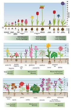 Plants, Garden Bulbs, Gardening, Planting Flowers, Perennial Garden, Dahlia, Flower Garden, Cut Flower Garden, Garden Plants