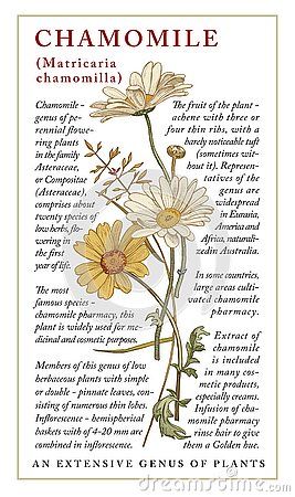 Chamomile garden. Beautiful blooming realistic isolated flowers. Vintage greeting invitation card. Frame, label. Drawing, engraving. Freehand. Floral medical nature. Vector stock victorian illustration. Plants, Vintage, Herbs, Decoupage, Flowers, Art, Plant, Botanical Illustration, Botanical