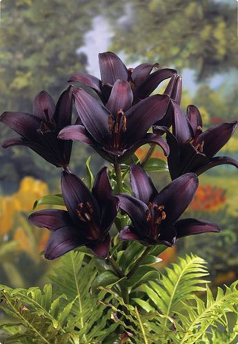 Flowers, Floral, Flores, Orchids, Dark Flowers, Asiatic Lilies, Black Flowers, Beautiful Flowers, Calla
