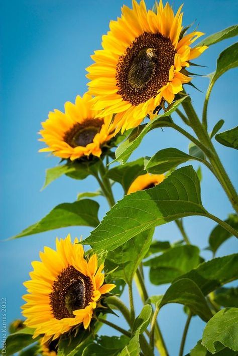Nature, Sunflower Fields, Sunflower Garden, Sunflower Pictures, Sunflowers And Daisies, Sunflower Flower, Sunflower Photography, Sunflower, Sunflower Photo