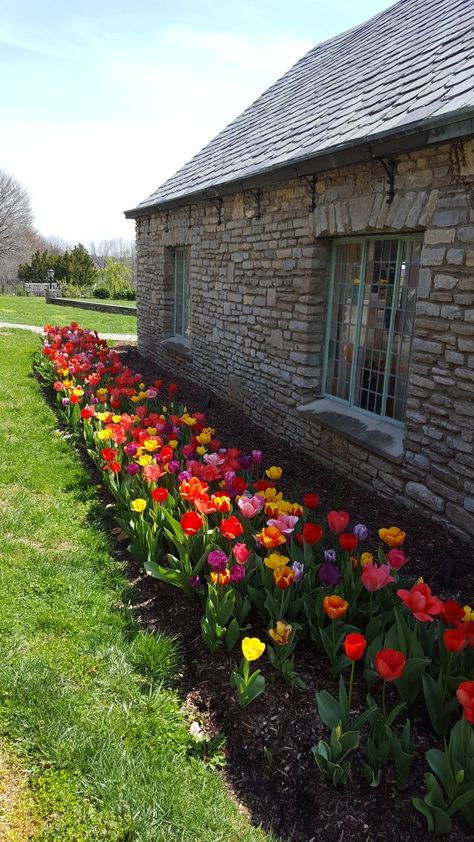 Gardening, Garden Bulbs, Planting Flowers, Tulips Garden, Tulips Garden Design, Planting Tulips, Beautiful Flowers Garden, Garden Decor, Beautiful Gardens