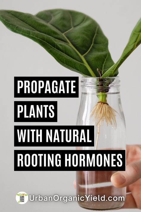 Did you know that natural rooting hormones can drastically improve your success rate when propagating plants? From willow water to honey and cinnamon, there are many ways to encourage healthy root growth without relying on synthetic chemicals. Ideas, Gardening, Diy, Inspiration, Outdoor, Thanksgiving, Rooting Hormone, Replanting Succulents, Rooting Hormone Diy