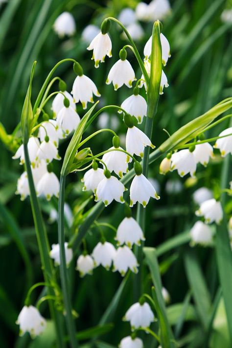 Summer Snowflake Leucojum aestivum - This ornamental plant is commonly known as Loddon lily. The stalk of this plant reaches a height of one foot with flowers appearing on the top. The bell-shaped white flowers like lily of the valley look beautiful, and its tepals are green-tipped giving it a unique look. The way flowers grow downwards it seems as if they’re offering a message of being humble even if you own the beauty. Another peculiar trait of the blooms–they are mildly chocolate scented. Wha Indore, Wines, Planting Flowers, Bulb Flowers, Fragrant Flowers, Fall Flowers, Spring Flowering Bulbs, Spring Flowers, Flowers Perennials