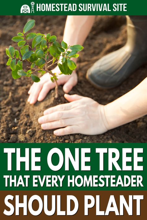 Homestead Survival, Gardening, Trees To Plant, Growing Tree, Growing Fruit Trees, Planting Fruit Trees, Homestead Gardens, Orchard, Garden Plants