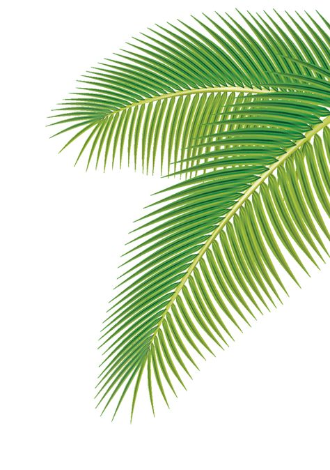 Palmas, Resim, Green, White Background, Leaf Logo, Vector Free, Leaves, Palm, Leaves Vector