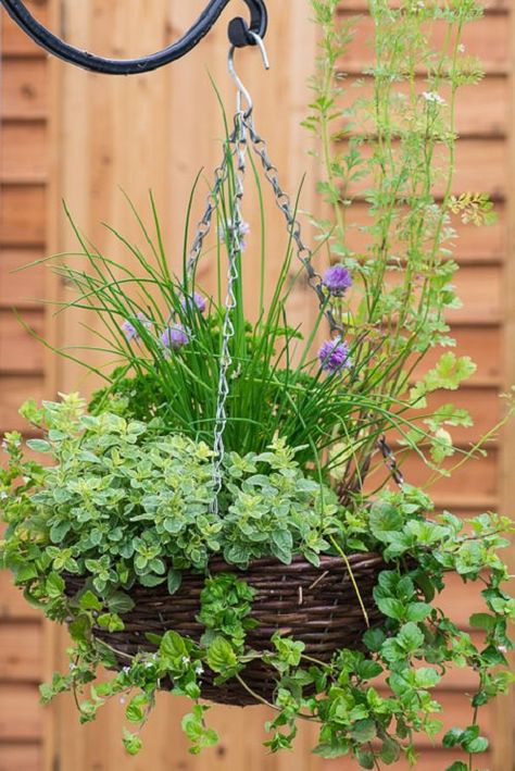 Herb Garden, Growing Thyme, Dill, Planting Herbs, Growing Herbs, Chamomile Growing, Growing Lavender, Plants For Hanging Baskets, Growing Rosemary