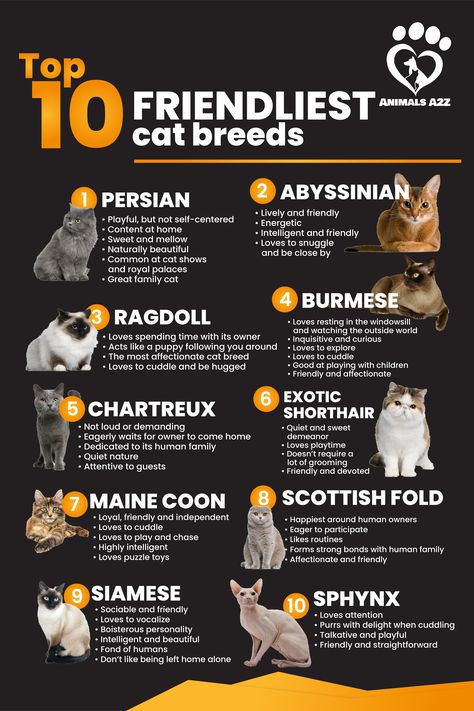 When it comes to cats, some breeds are definitely friendlier than others. Although many cats have a reputation for being unfriendly, there are quite a... Friendly Cat Breeds, Cat Breeds List, Cat Behavior, Cat Facts, Friendliest Cat Breeds, Cat Breeds Chart Pictures, Cat Breeds Chart, Cats Breeds Chart, Types Of Cats Breeds