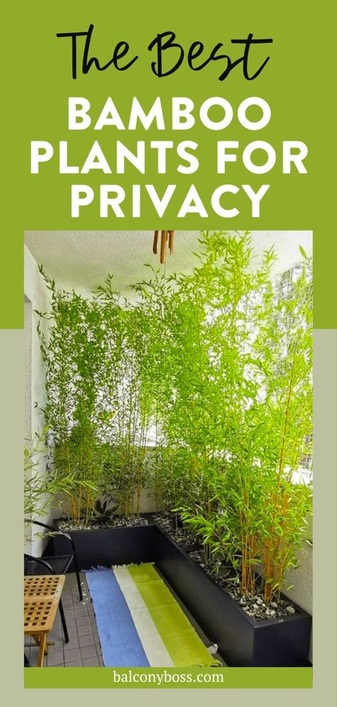 View our 7 suggestions for the best bamboo plants for privacy! Using bamboo as a natural privacy screen is a perfect option for balconies and other compact outdoor spaces. The plant is fast-growing, ideal in pots, and takes very little maintenance. However, certain types of bamboo are better suited to certain climates, so it's worth reading up on which is the best for you! Click through for everything you need to know. Exterior, Inspiration, Gardening, Outdoor Bamboo Plants, Outdoor Bamboo Curtains, Bamboo Privacy Hedge, Bamboo Screening Plants, Bamboo In Planters, Bamboo In Pots