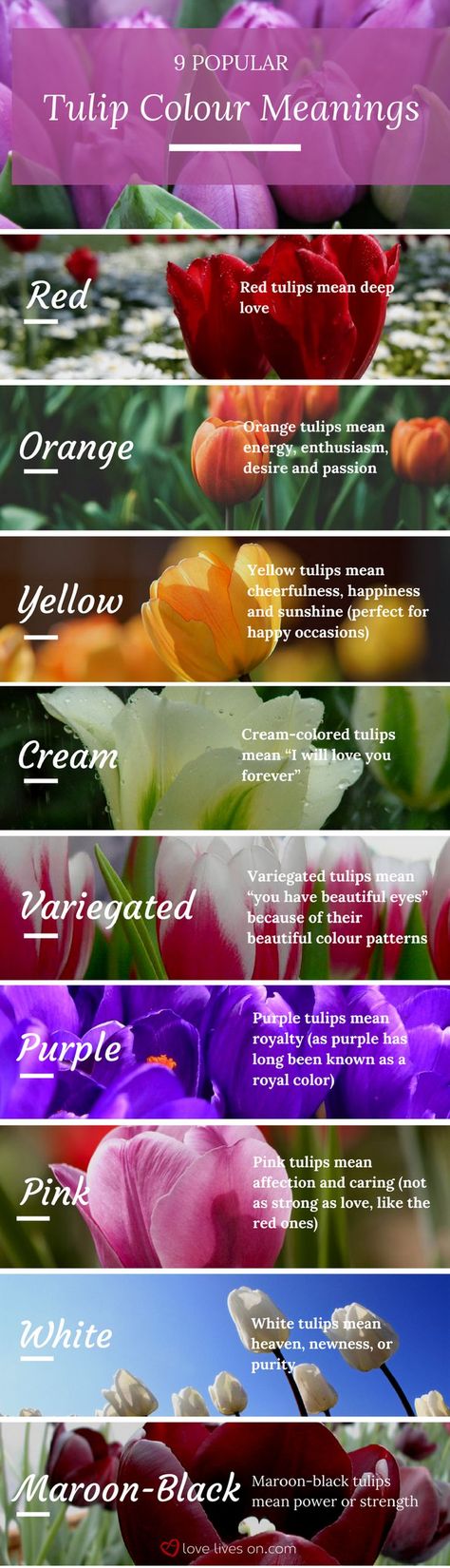 Infographic: 9 Popular Tulip Colour Meanings. Learn tulip colour meanings so you can create a meaningful sympathy or funeral arrangement. Floral, Inspiration, Gardening, Meaning Of Tulips, Types Of Tulips, Tulips Meaning, Tulip Colors, Tulips Meaning Language Of Flowers, Orange Tulips