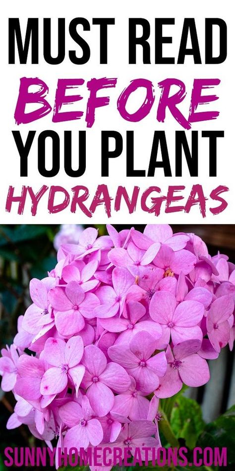 Perennials, Growing Hydrangeas, Planting Hydrangeas, Hydrangea Plant Care, Propagating Hydrangeas, Flowers To Plant In Spring, Flowering Shrubs, Hydrangea Care, Hydrangea And Hostas Landscaping
