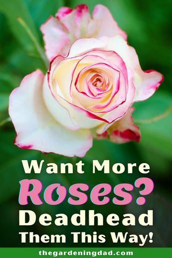 Diy, Shaded Garden, Garden Care, How To Deadhead Roses, Deadheading Roses, How To Trim Roses, Rose Bush Care, Rose Diseases, Rose Fertilizer