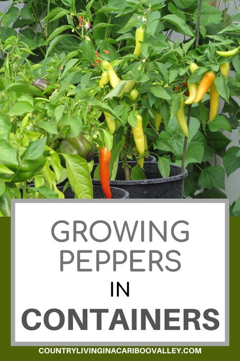Easily grow peppers in containers or right in your garden. How to grow peppers from seeds. Tips for growing peppers in a Greenhouse too. #gardening #vegetablegarden #peppers #containergarden