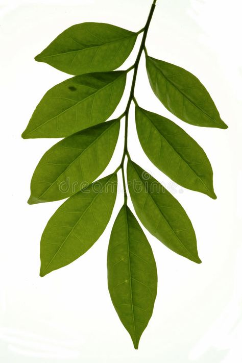 Tropical leaf. Nature, Flowers and Plants- A Tropical leaf #Sponsored , #SPONSORED, #Paid, #leaf, #Flowers, #Nature, #Tropical Floral, Nature, Plants, Tropical Flowers, Watercolour Flowers, Decoupage, Tropical Leaves, Tropical Flower Plants, Botanical Art