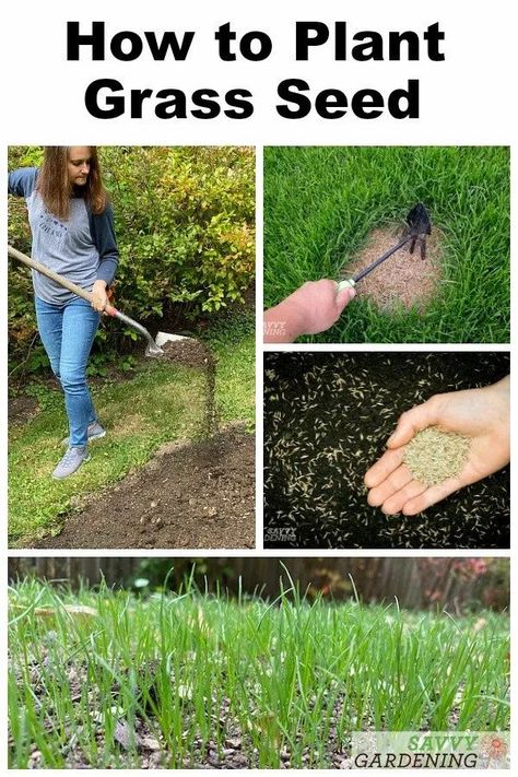 A simple guide to planting grass seed for a lush, healthy lawn. Whether you're over-seeding a bare spot left behind by Fido or planting an entirely new lawn, this guidance from a pro will have you on the road to success in no time flat. #landscaping #gardening Planting Grass Seed, Growing Grass From Seed, Planting Grass, Growing Grass, Best Grass Seed, Grass Seed Types, Planting Plants, Grass Seed, Lawn Grass Types