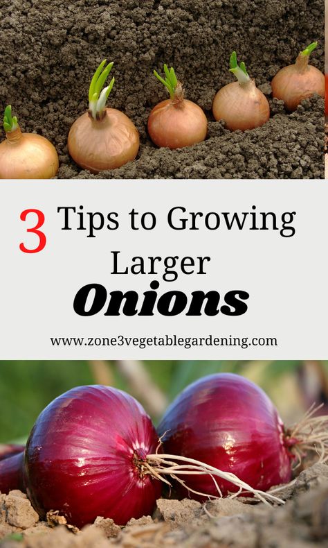 Check out these 3 easy tips to find out how to grow larger onions in your backyard vegetable garden this year. Whether growing onions from seeds or growing onions from sets, these tips will be sure to help you be more successful. #growingonionsfromseed #plantingonions #growingonionsfromsets #growinglargeronions #tipsforgrowingonions Vegetable Garden, Growing Vegetables, Growing Onions, Onion Garden, Planting Onions, Growing Vegetables In Pots, Veg Garden, Veggie Garden, Garden Veggies